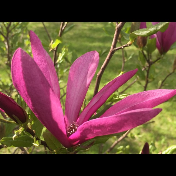 Meet your Posher, Lynn - Picture 1 of 1